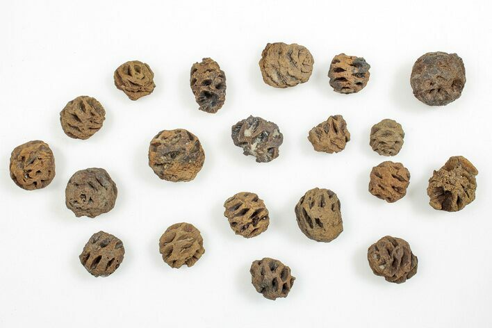 Lot: Fossil Pine Cones (Metasequoia) - Montana #246383